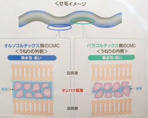 ２モイストセラム